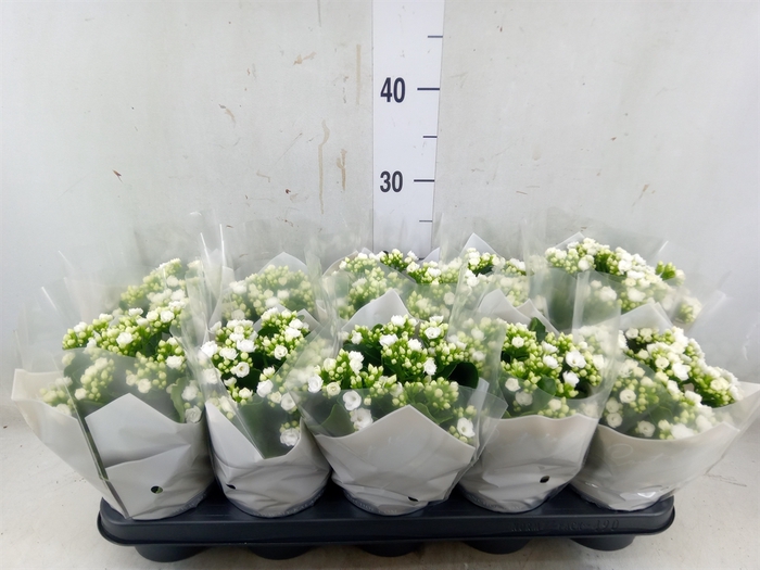 <h4>Kalanchoe blos. 'Calandiva Whites'</h4>