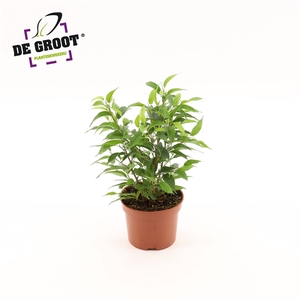 Ficus Benjamina 'Natasja'
