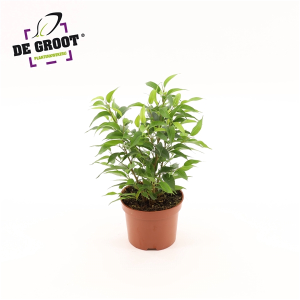 <h4>Ficus benjamina 'Natasja'</h4>