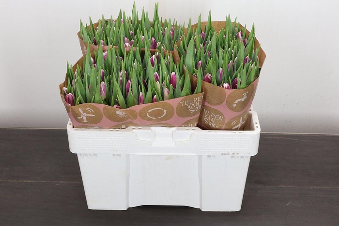 <h4>Tu En Picardy</h4>