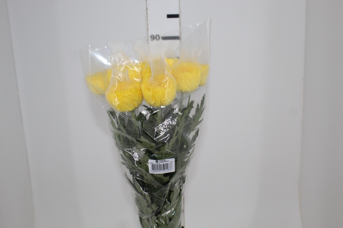 <h4>ANASTASIA FIEBRE 080 CM AMARELO</h4>