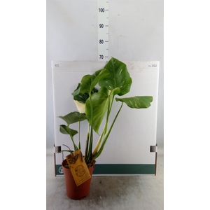 Monstera delic. 'Thai Constellatio'