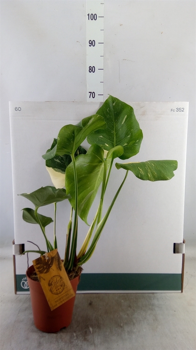 <h4>Monstera delic. 'Thai Constellatio'</h4>
