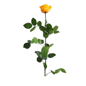 rose on stem xl bulk geel