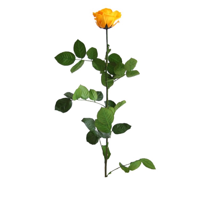 rose on stem xl bulk geel