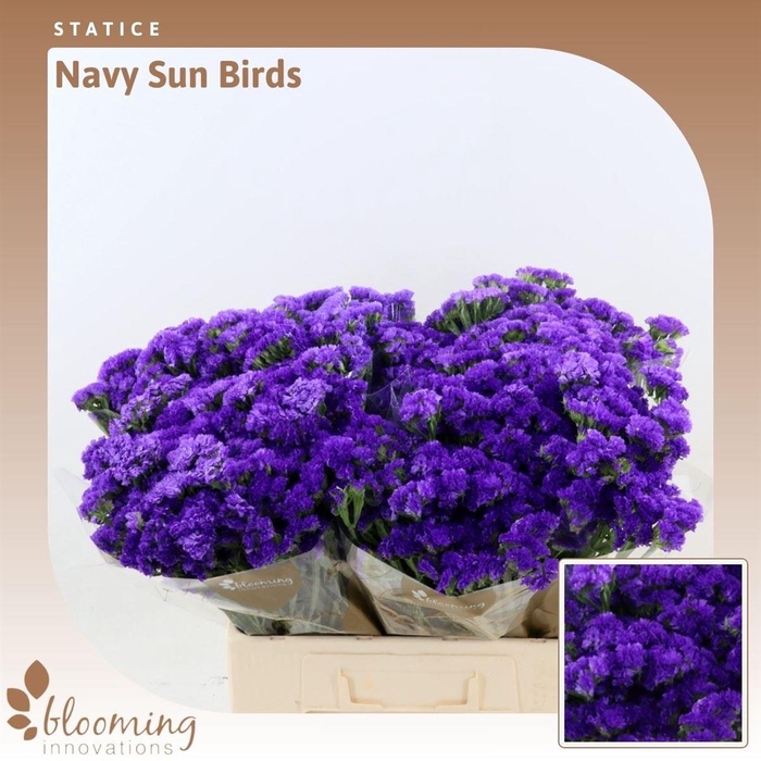 <h4>Lim S Navy Sun Birds</h4>