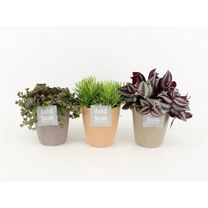 Pure Green mix in Ruby Keramiek soorten : Rhipsalis, Tradescantia, Sedum