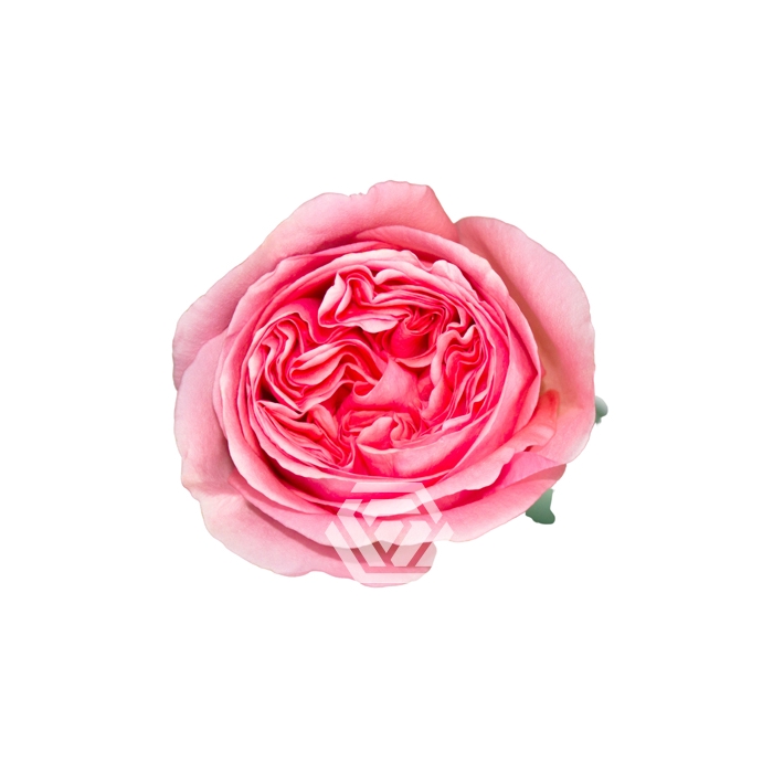 <h4>R GR PINK X-PRESSION</h4>