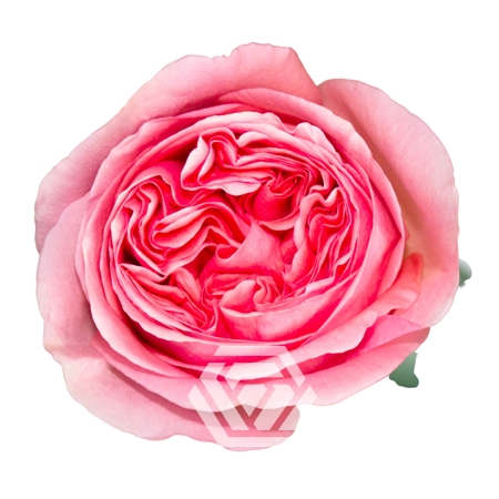 <h4>R GR PINK X-PRESSION Tessa</h4>