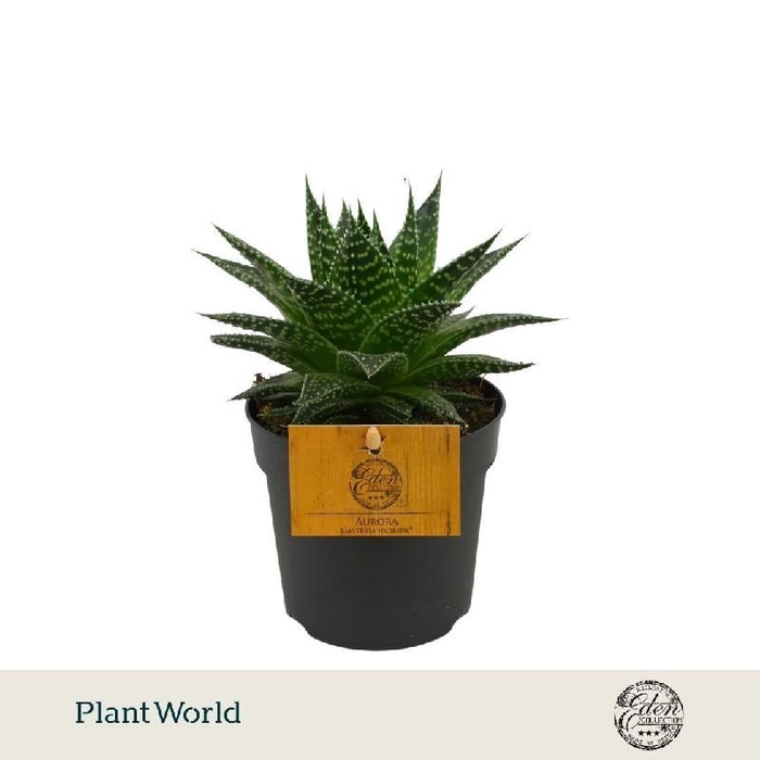<h4>Gasteria Aurora Jungle Jewels Eden BC</h4>