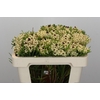 Kaaps Groen Berzelia Wit