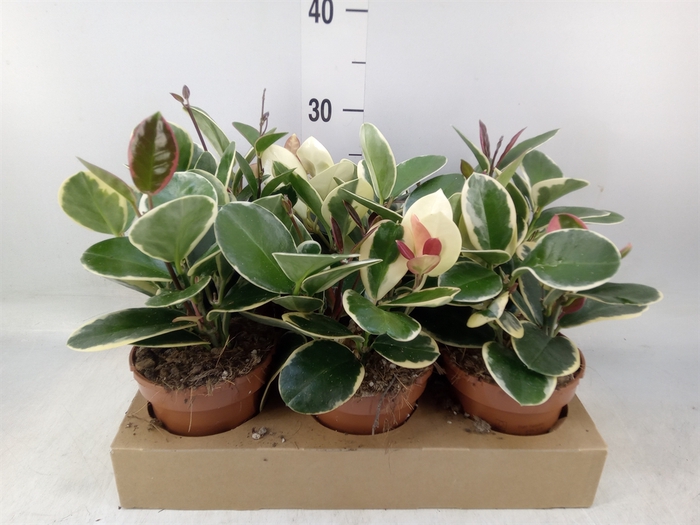 <h4>Hoya australis 'Blondie'</h4>