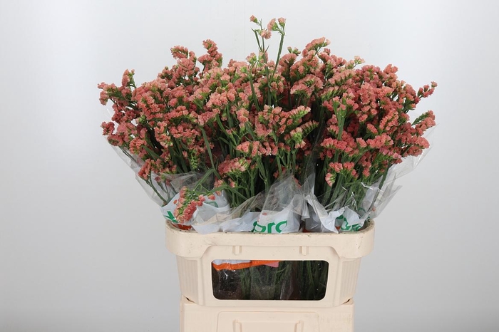 <h4>Lim S Royal Orange</h4>