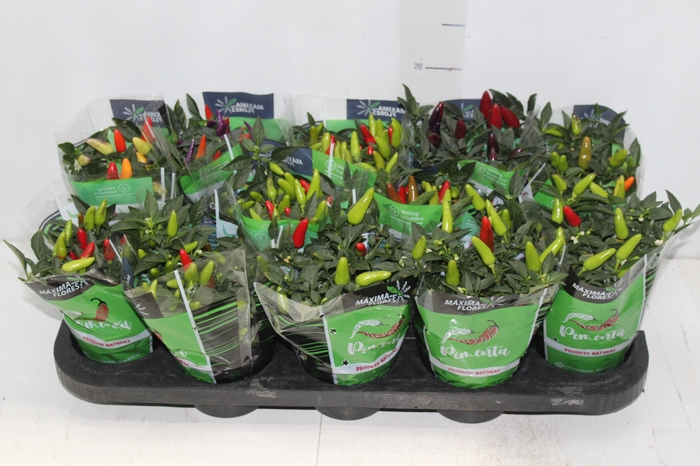 <h4>PIMENTA P11</h4>