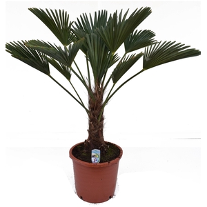 Trachycarpus wagnerianus