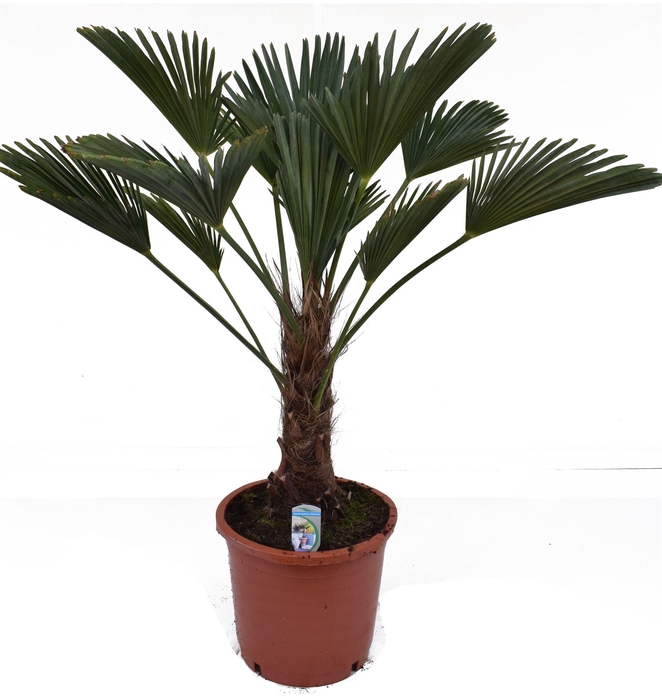 <h4>Trachycarpus wagnerianus</h4>