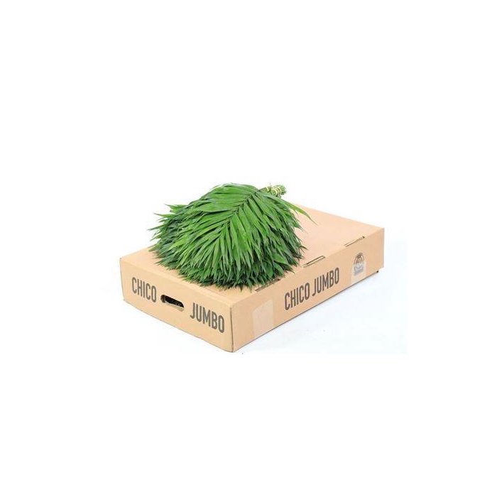 <h4>Chico Jumbo</h4>