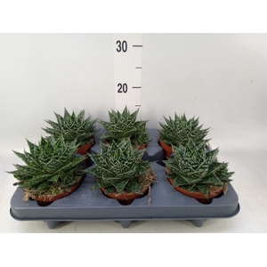 Gasteria  'Mufasa'