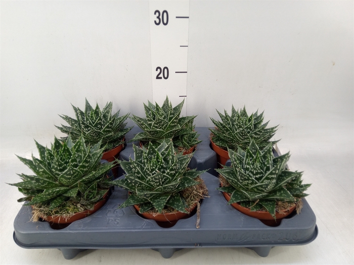 <h4>Gasteria  'Mufasa'</h4>