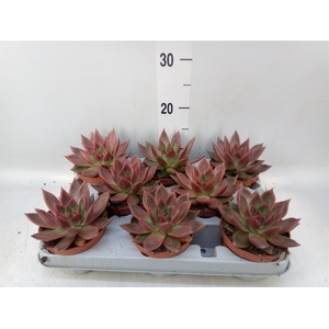Echeveria   ...