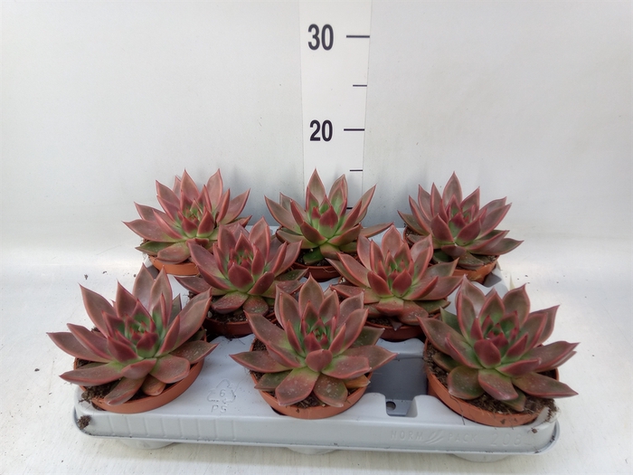 <h4>Echeveria   ...</h4>