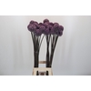 Allium Summer Drummer