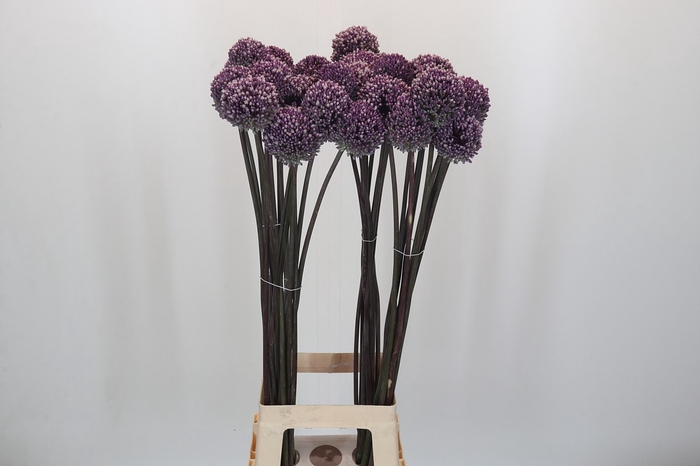 <h4>Allium Summer Drummer</h4>