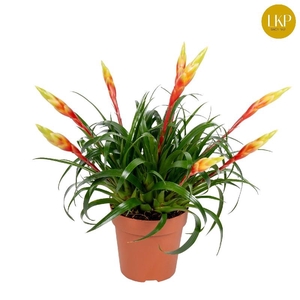 Vriesea 'Shannon'