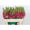 Antirrhinum Potomac Rose