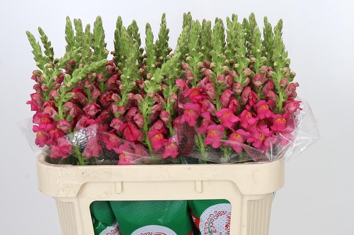 <h4>Antirrhinum Potomac Rose</h4>