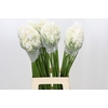Agapanthus Gletsjer