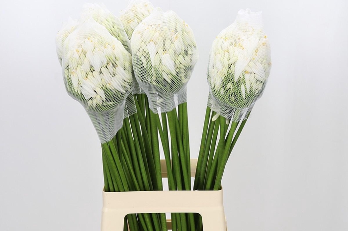 <h4>Agapanthus Gletsjer</h4>