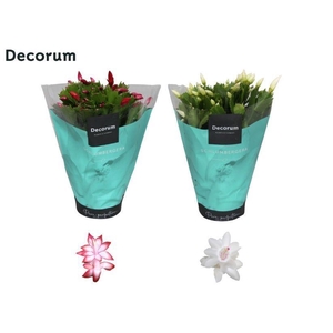 Schlumbergera - 13 cm - Rood en Wit - Decorum