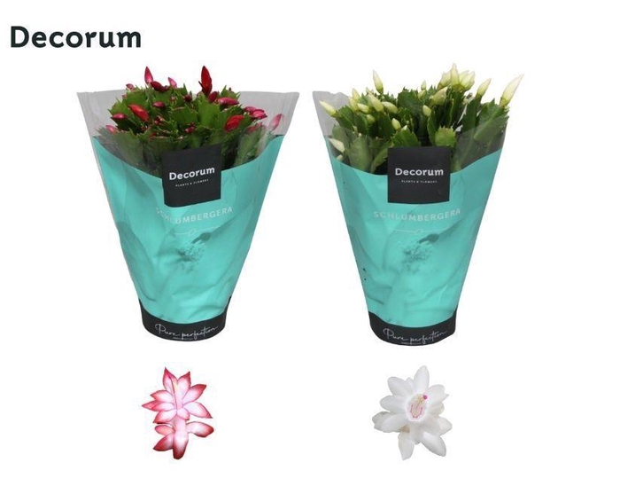 <h4>Schlumbergera - 13 cm - Rood en Wit - Decorum</h4>