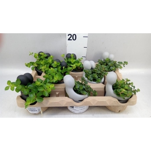 Arr.   Kamerplant Groen L%