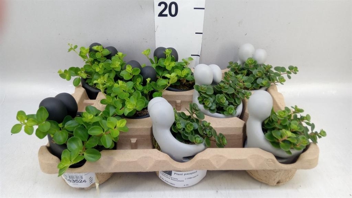 <h4>Arr. Kamerplant Groen L%</h4>