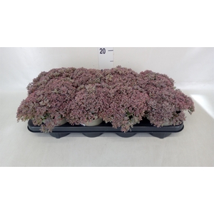 Sedum   ...