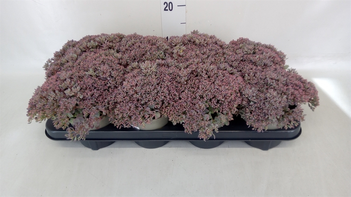 <h4>Sedum   ...</h4>