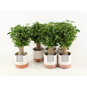 Ficus Be Natasja Keramiek Milou