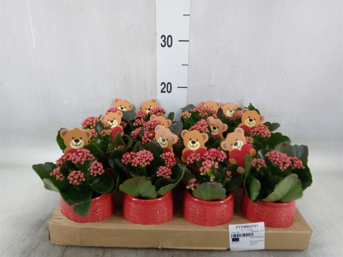 <h4>Arr.   Planten L%</h4>
