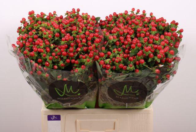 <h4>Hyp Tomato Flair Red 60 cm Marginpar</h4>