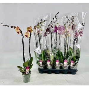 PHAL GEM