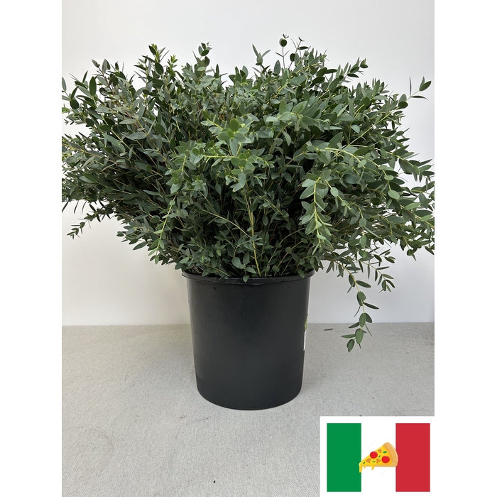 <h4>EUC PARVIFOLIA PB</h4>