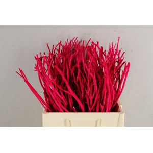 Mitsumata Flock Fuchsia Bs(10)