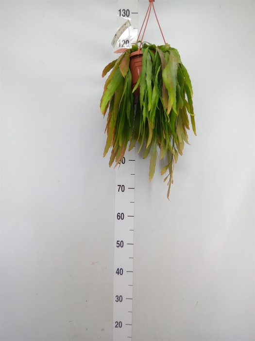 <h4>Pseudorhipsalis ramulosa</h4>