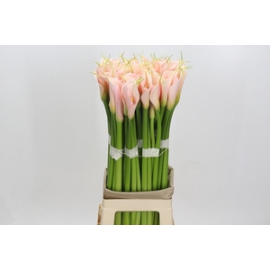 Zantedeschia Eydolls Salmon