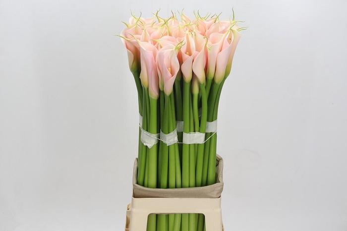 <h4>Zantedeschia Eydolls Salmon</h4>