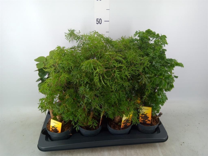 <h4>Polyscias   ...</h4>