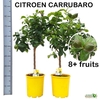 arr8 Citr Limon