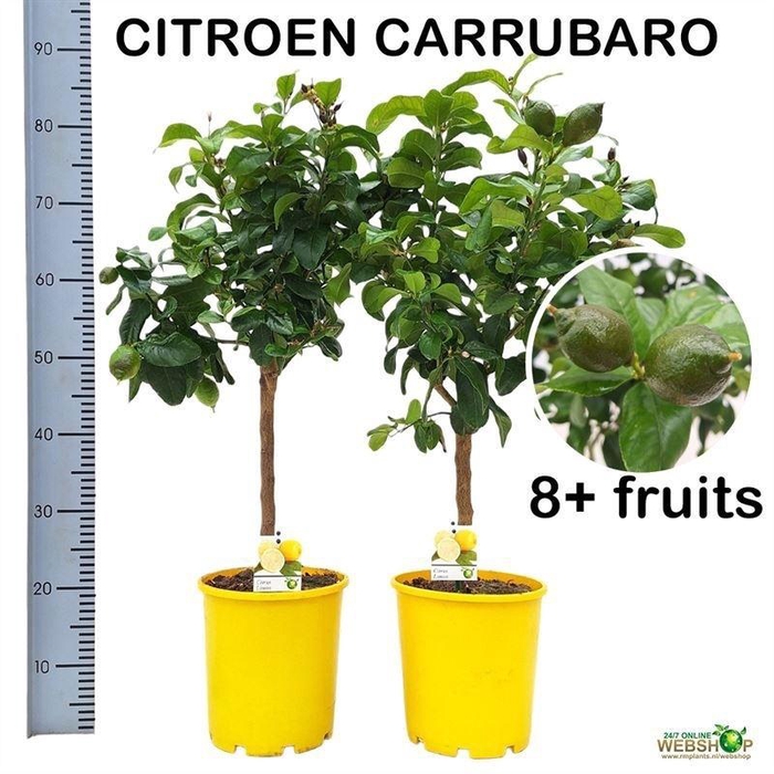 arr8 Citr Limon